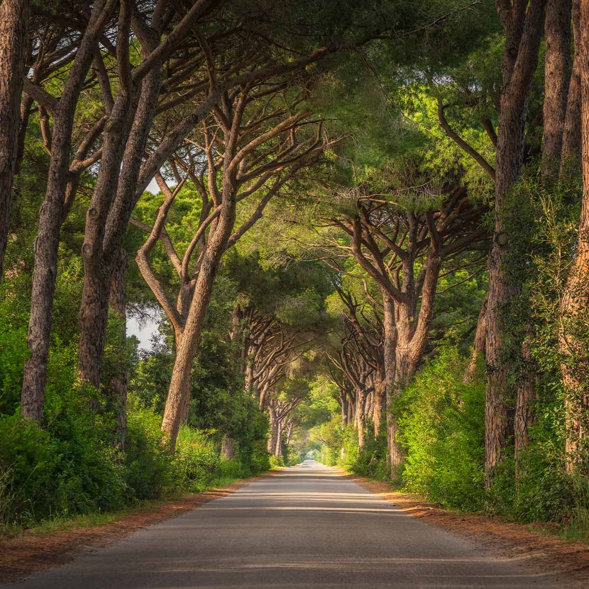 grosseto4